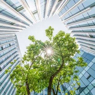 looking up at a tree surrounded by skyscrapers
