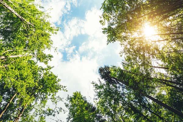 looking up at the sky in a circle of trees Circularity