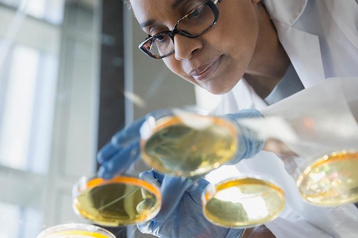 scientist inspecting petri dishes