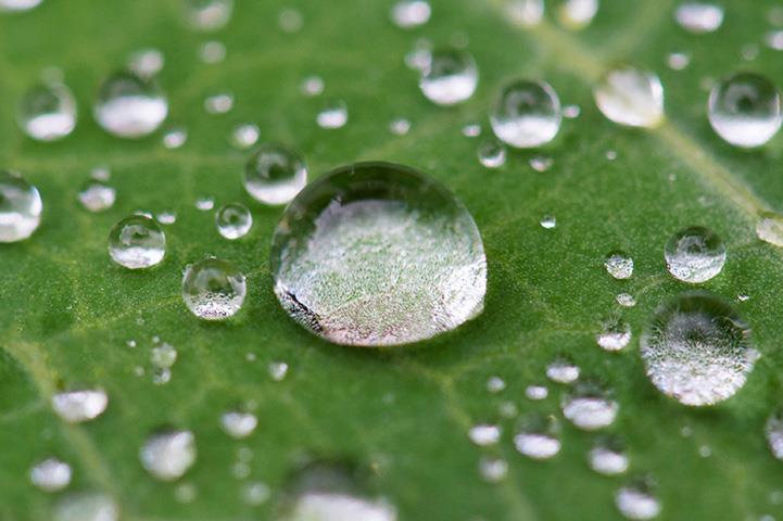 closeup of water droplets beading up on a leaf