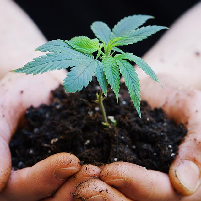 hands holding clump of dirt with small plant growing from it