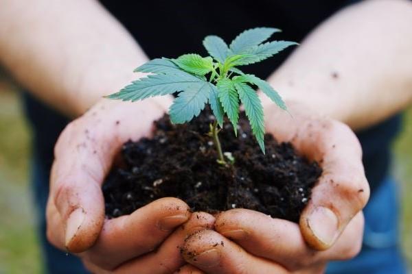 hands holding soil and budding plant